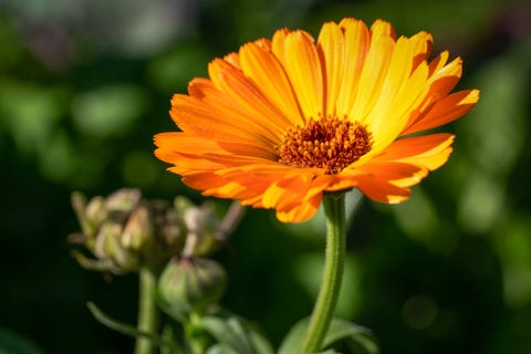 growing cut flowers   calendula