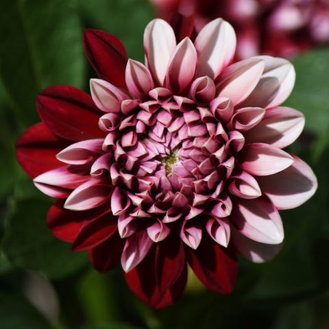 Growing cut flowers - Dahlia growing cut flowers dahlia