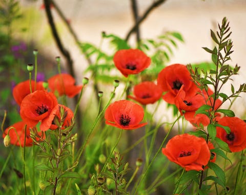 growing cut flowers   poppies