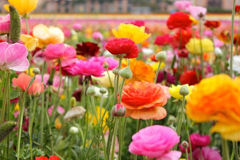 growing cut flowers  ranunculus