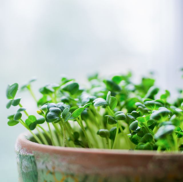 Growing microgreens in pot on white background, selective focus
