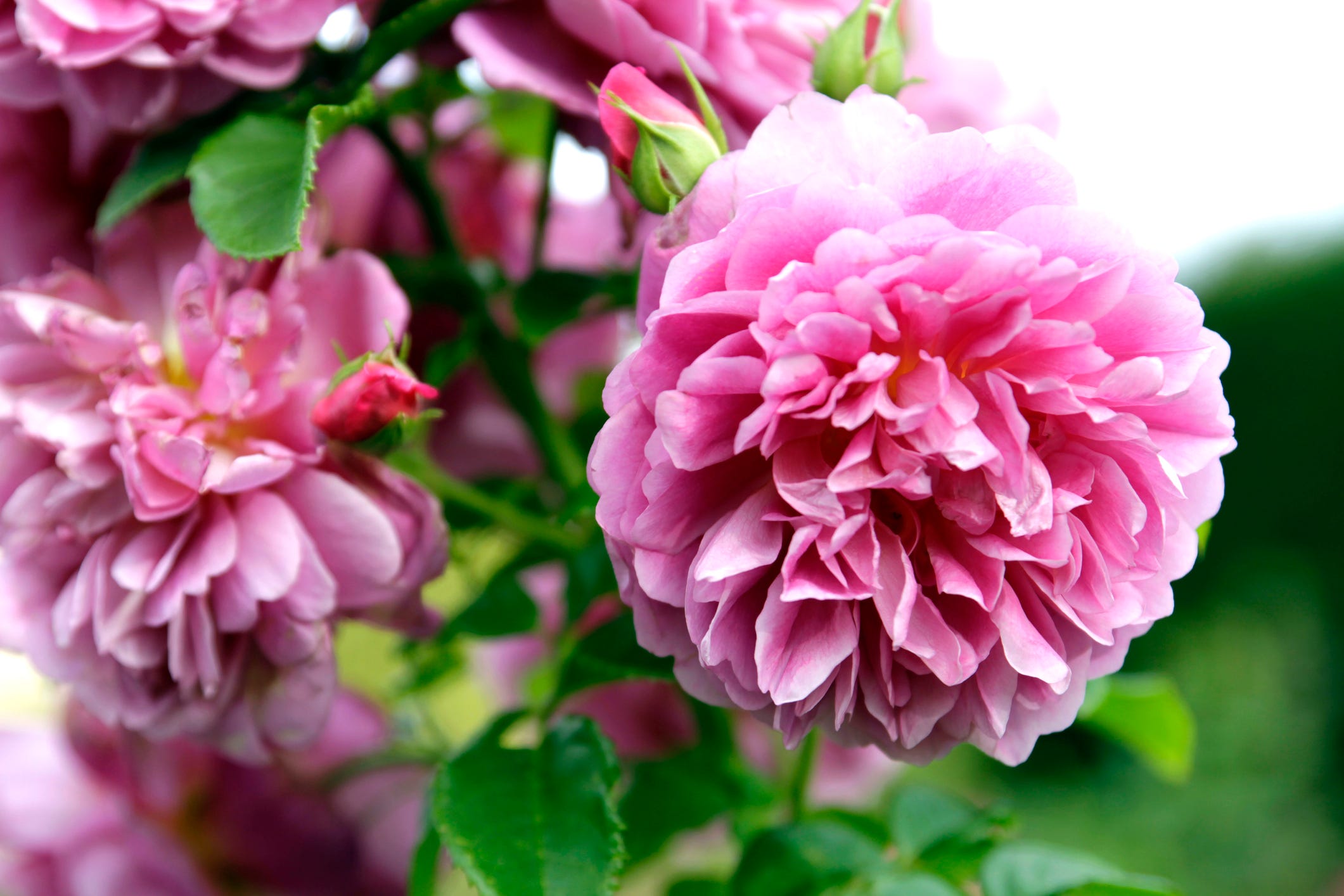 are peonies poisonous to cats or dogs