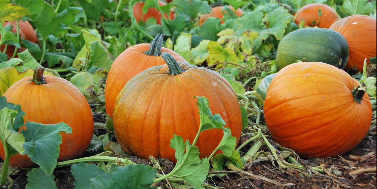 Pumpkin Plant Tips - How to Grow a Pumpkin