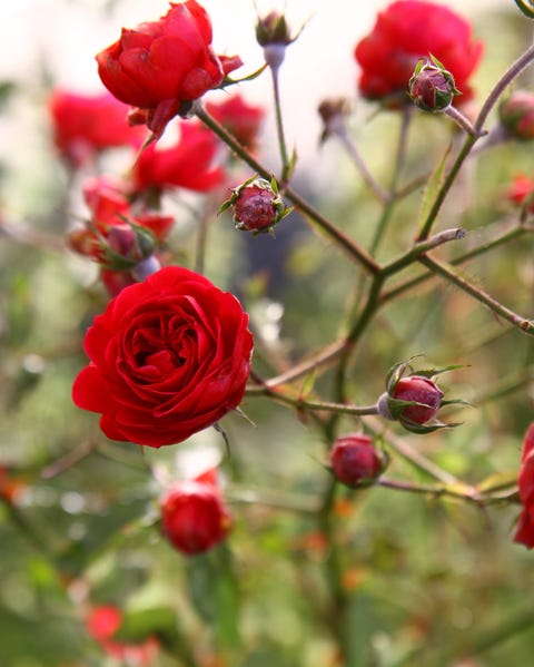 Red Roses Blooming On Plant In Backyard red roses blooming on plant in backyard