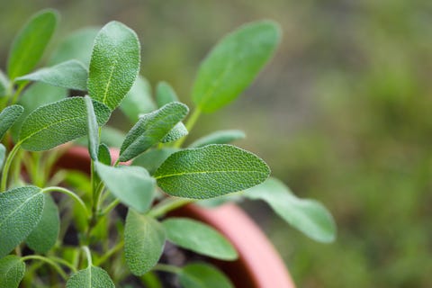 Cultivo de la salvia