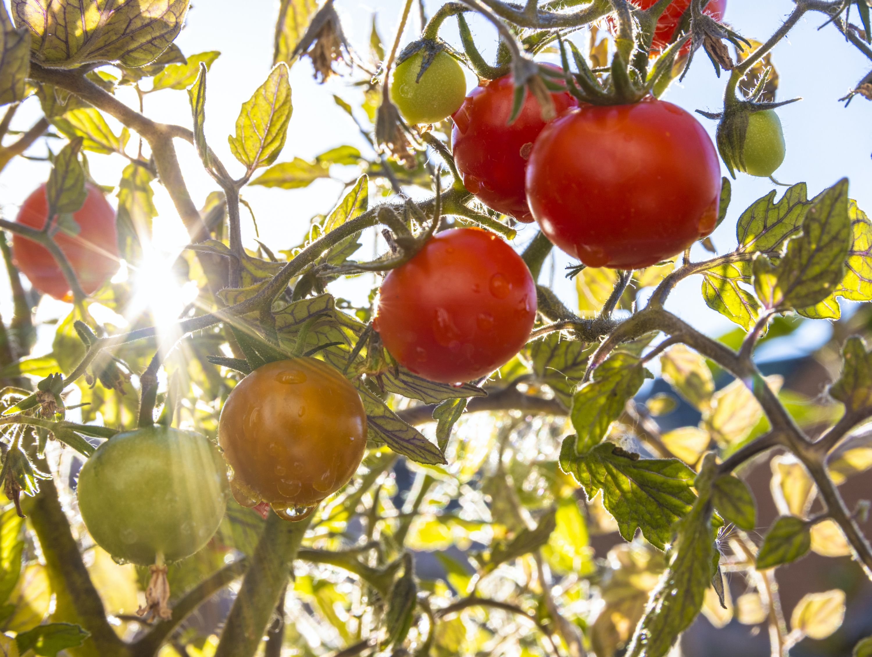 how-to-grow-tomatoes-at-home-amid-uk-shortage-flipboard