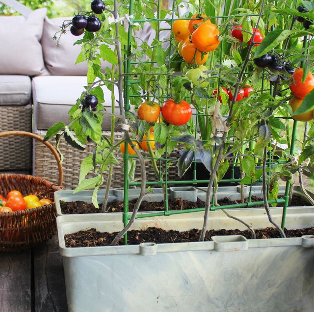 balcony plants the best fruit and veg to grow on balconies