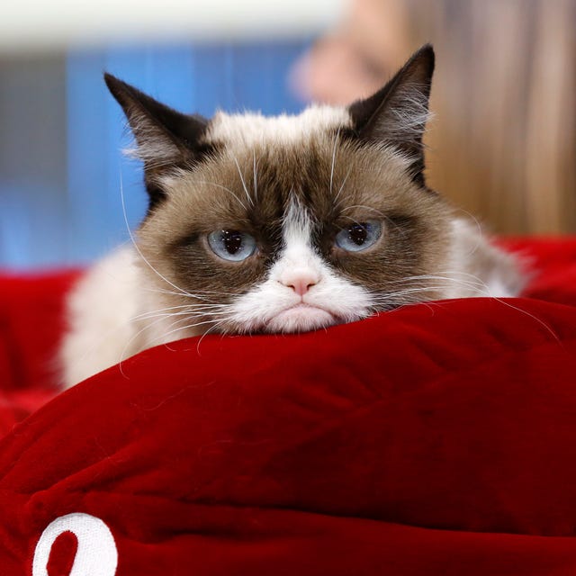 crumpy-cat-overleden crumpy-cat-overleden
