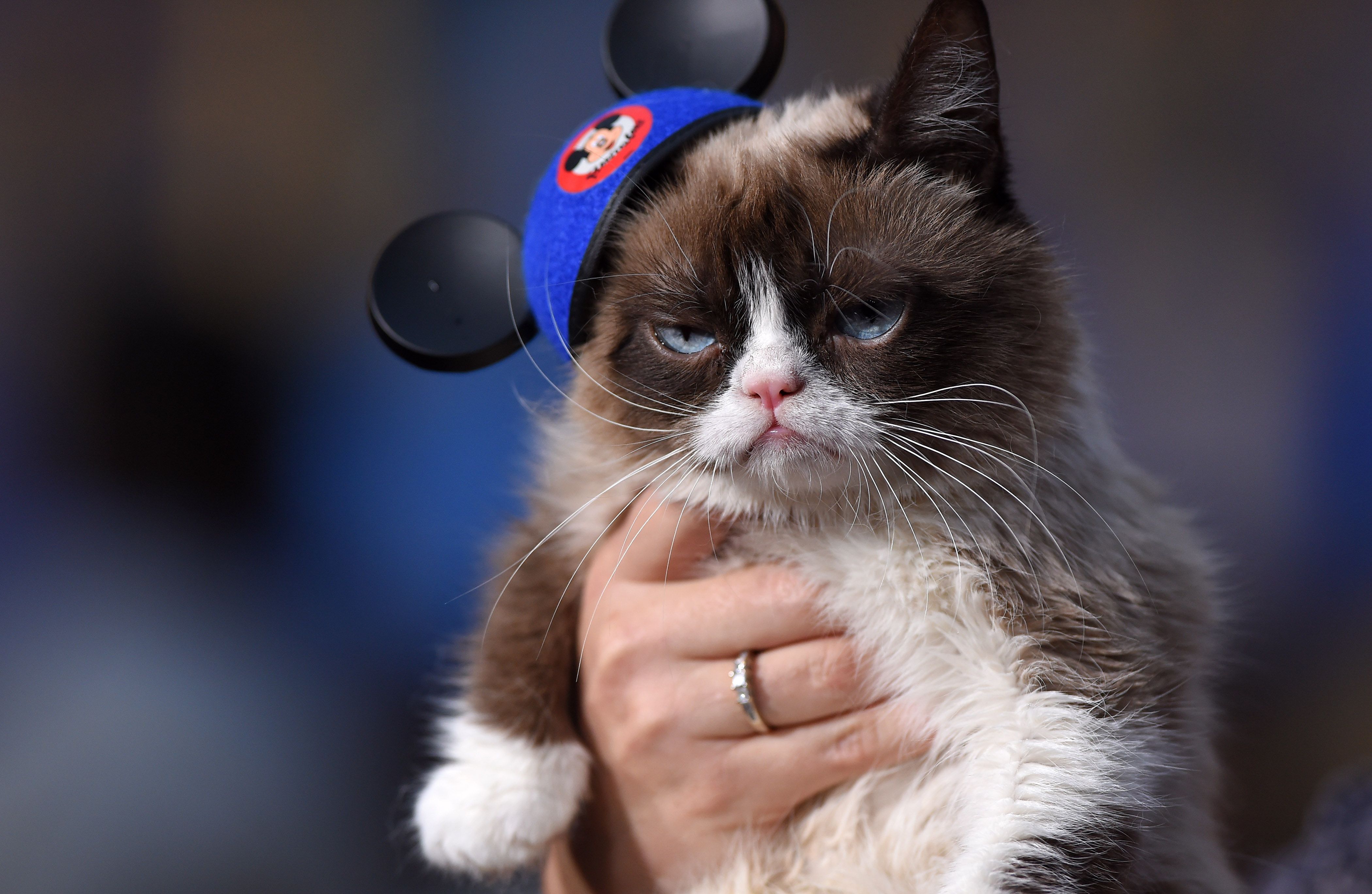 Muere Grumpy - Adiós al gato que conquistó Instagram 'memes'