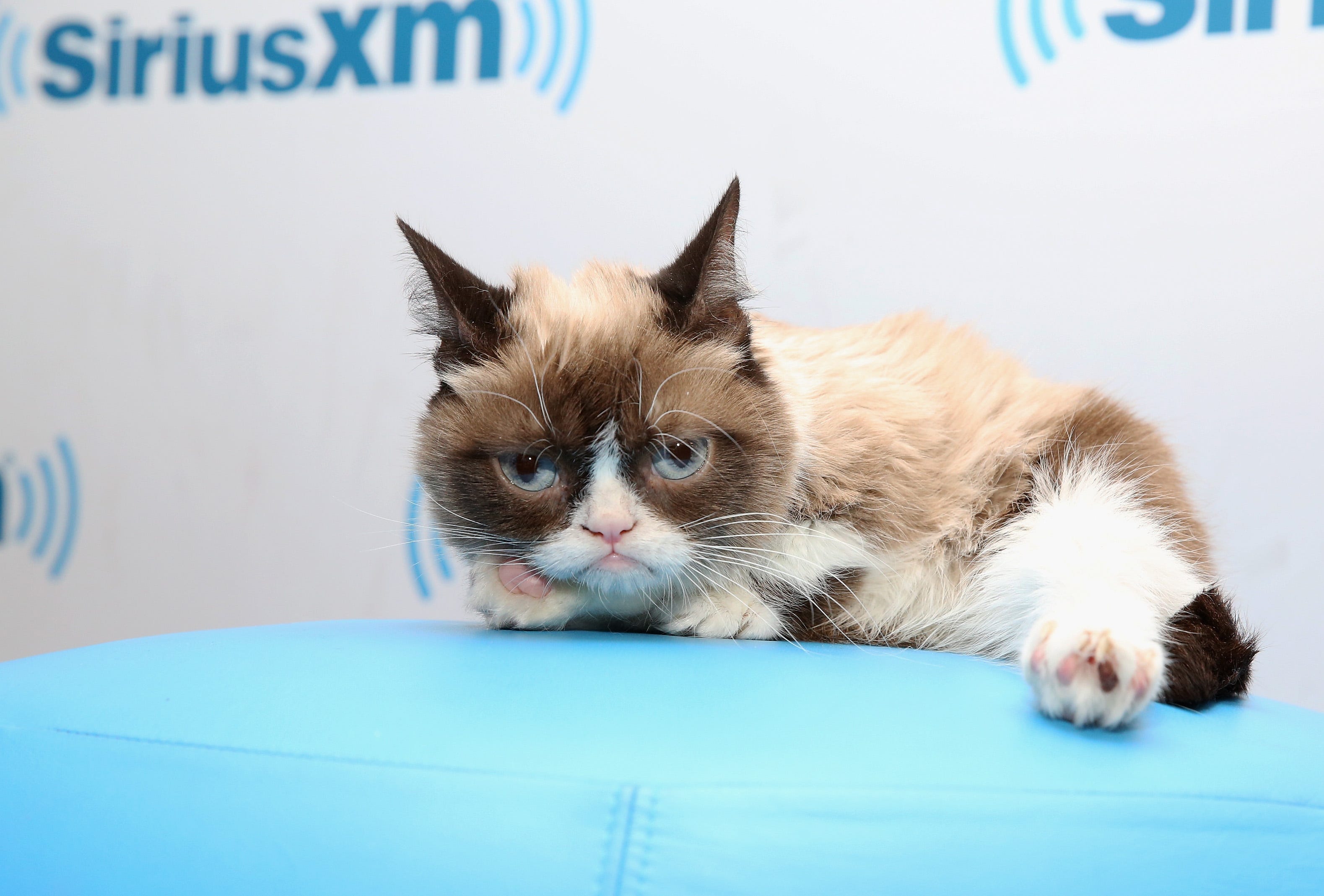 Grumpy Cats Grumpiest Moments And Photos 3738