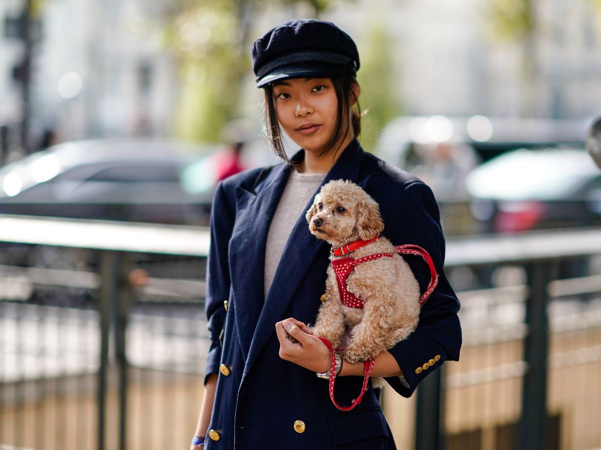 Gracias a H&M, ahora también podrás vestir a tu - Amantes de los perros: H&M tiene la colección que estabais esperando