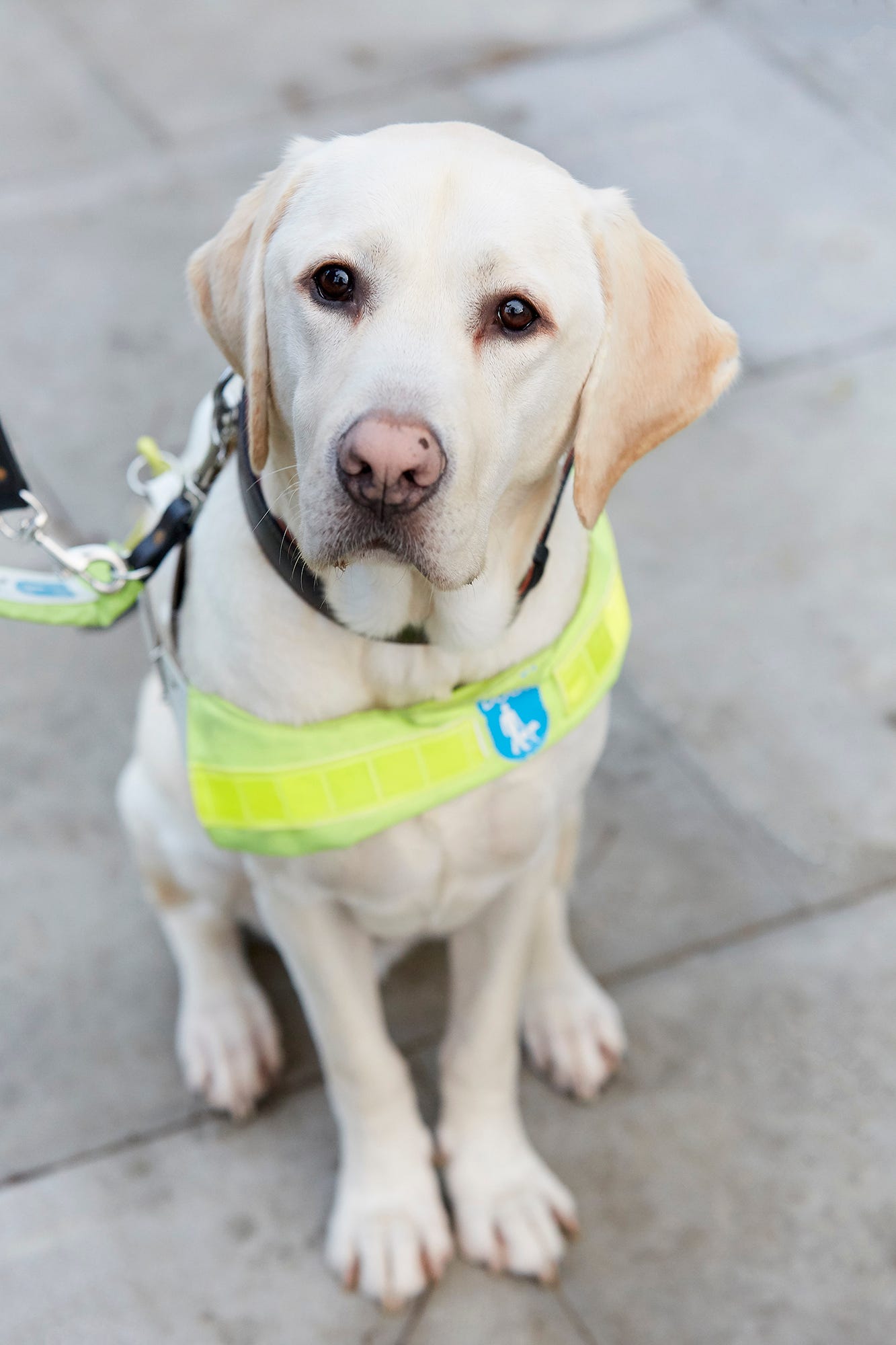 are all guide dogs labradors