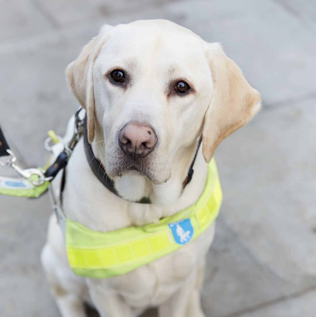 Guide Dogs are hiring people to play with puppies all day long for a whole  year