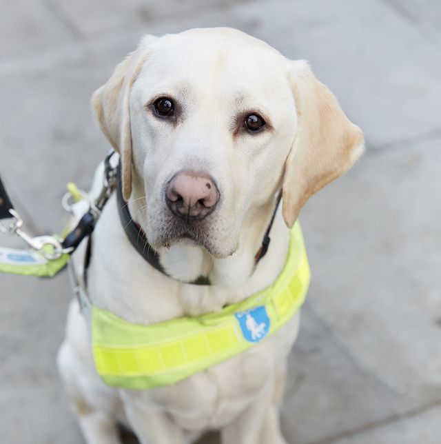 guide dogs job