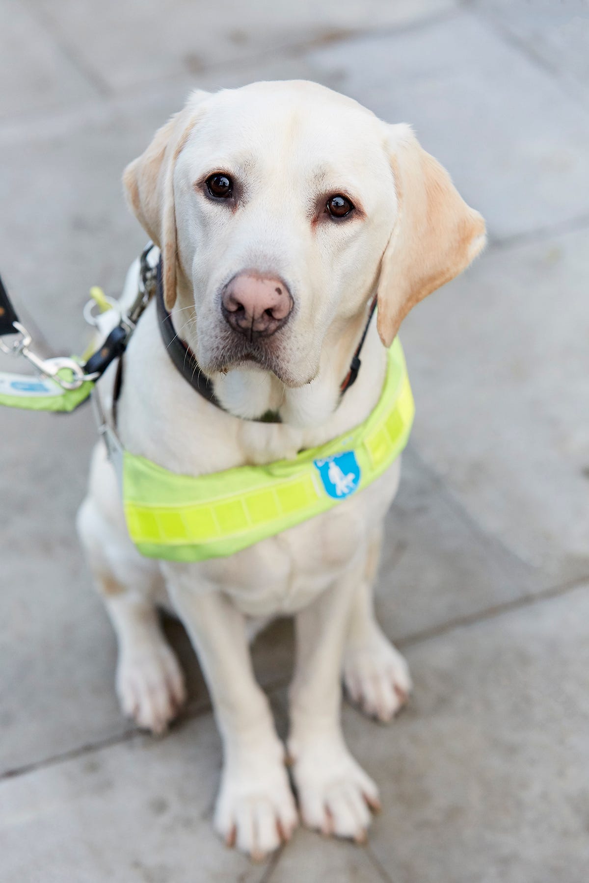 Guide Dogs are hiring people to play with puppies all day long for a ...