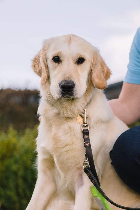 guide dog puppy trainers needed