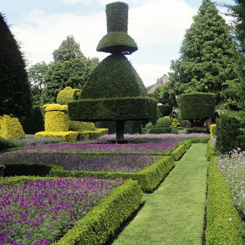 levens hall, the worlds oldest topiary garden   circa 17th century 90  pieces clipped from yew   taxus baccata and aurea and box cut into shapes   peacocks, figures or chess pieces