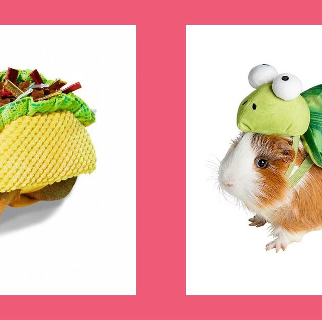 guinea pig costumes  small pet taco costume and turtle costume