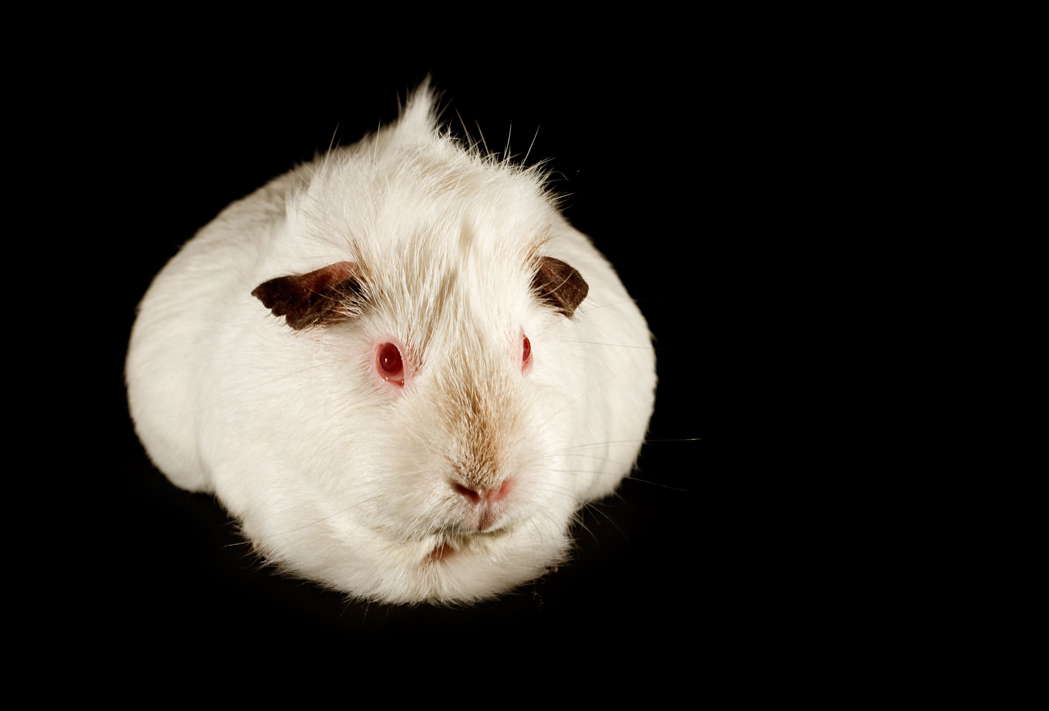 white fluffy guinea pig