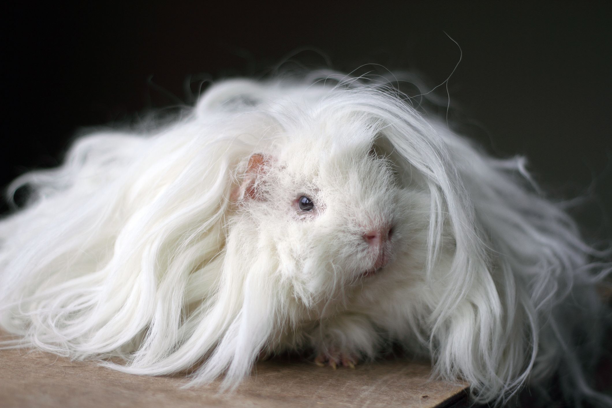 white fluffy guinea pig
