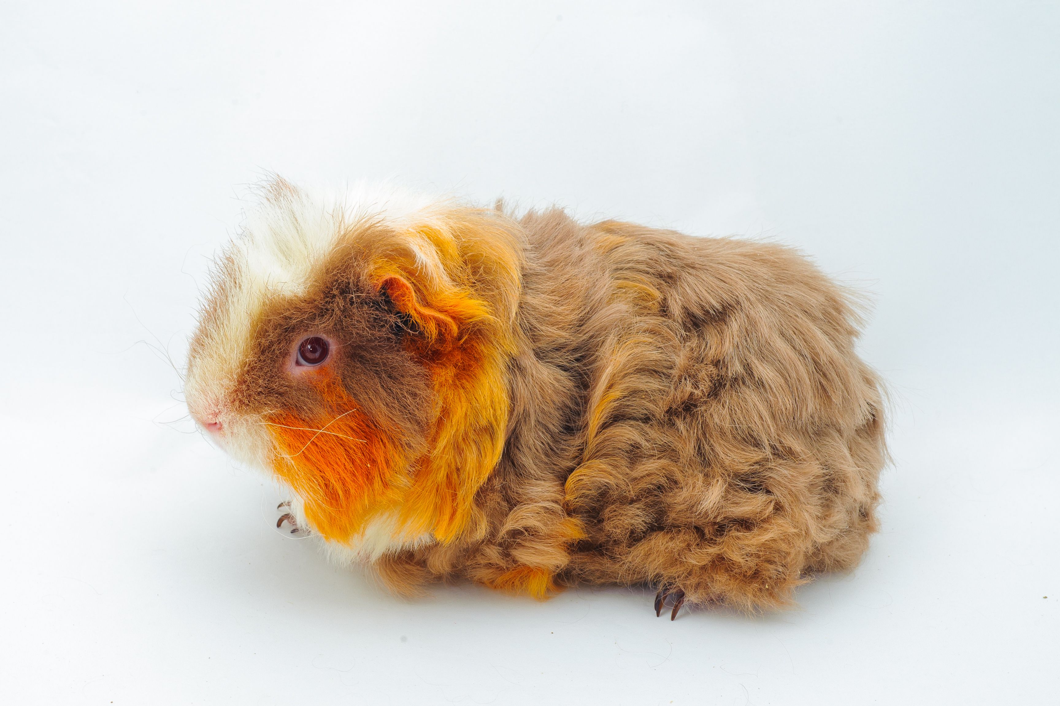 long haired guinea pigs for sale uk