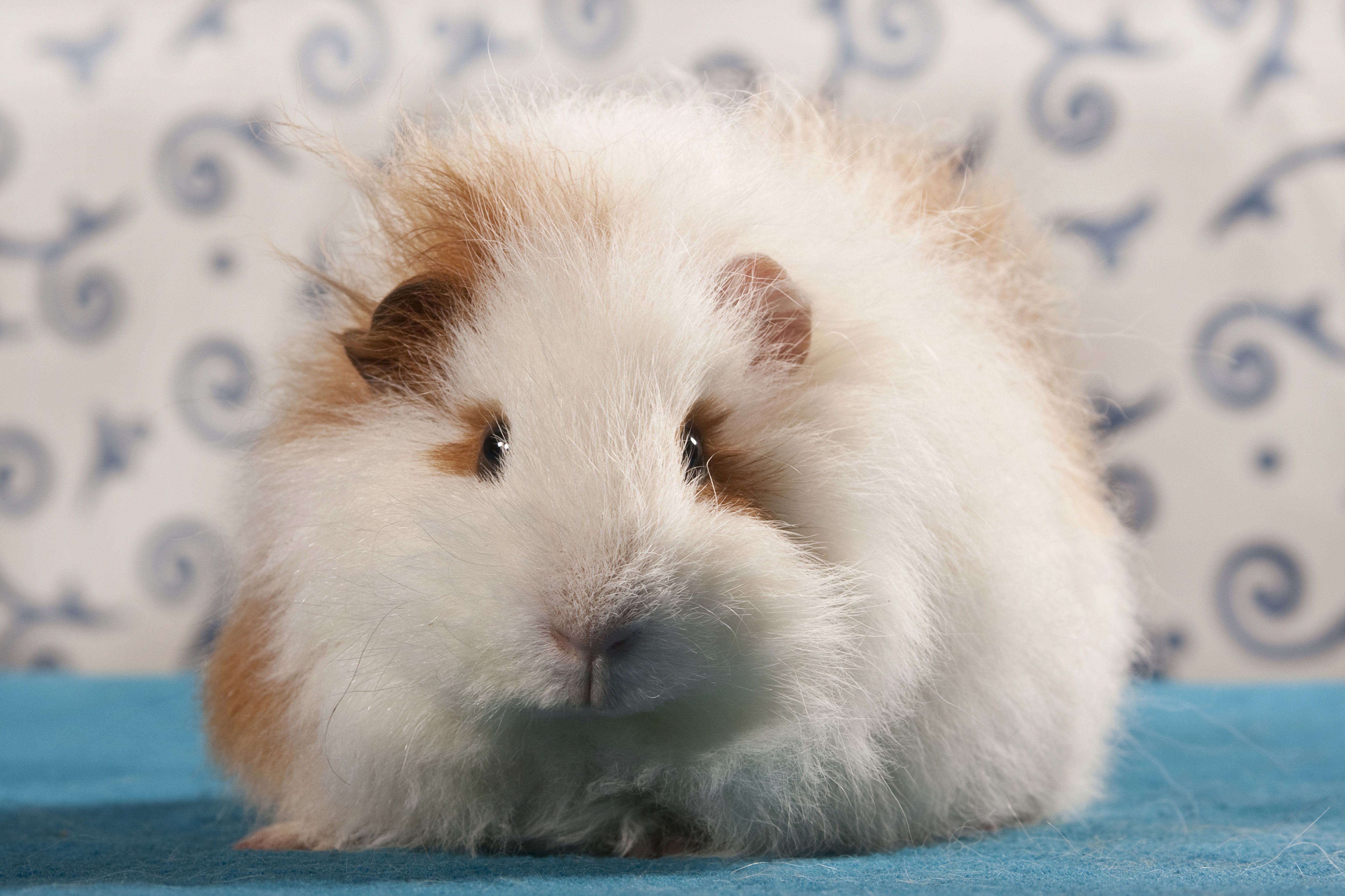 fluffy guinea pig