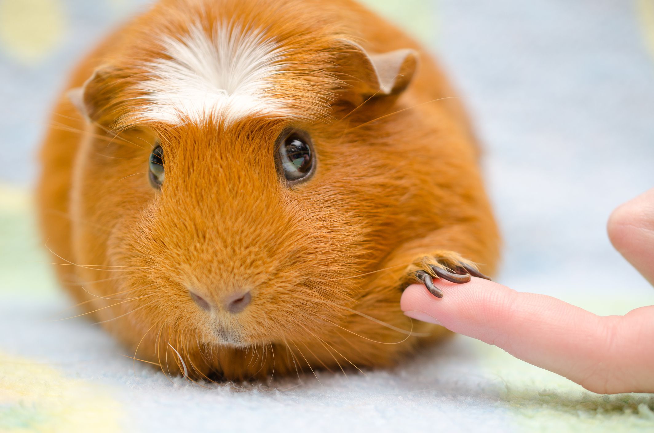 dwarf guinea pig