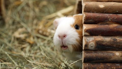 guinea pig peeking out of his hut