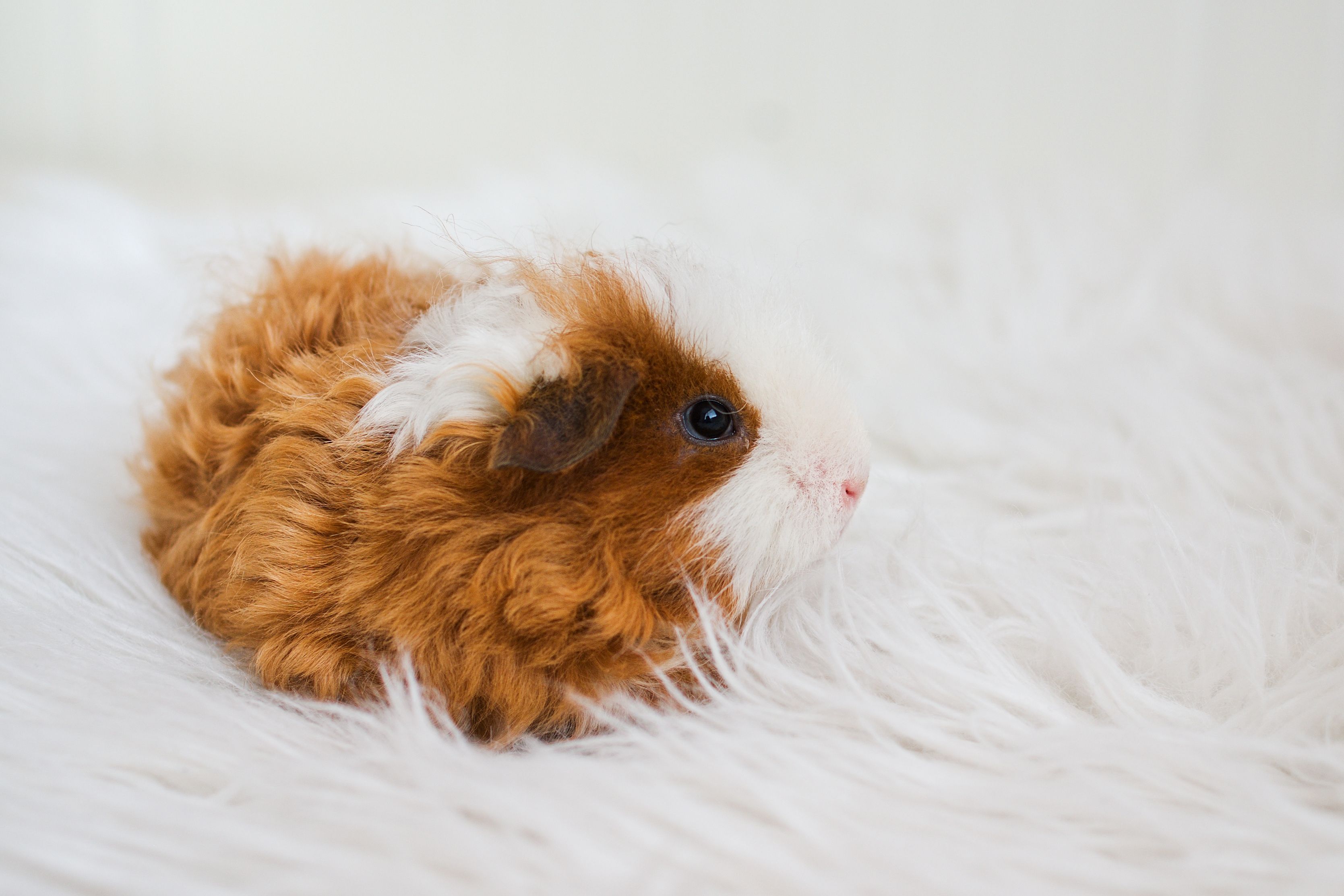 fluffy guinea pig