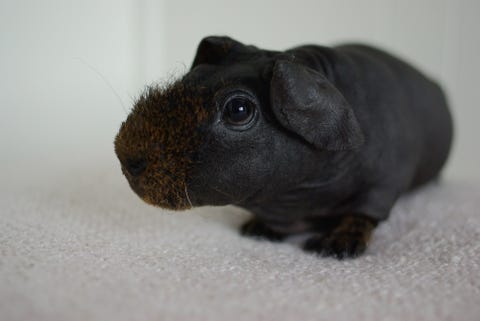 12 Guinea Pig Breeds Types Of Guinea Pigs