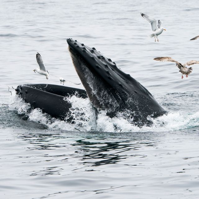 humpback whale open mouth