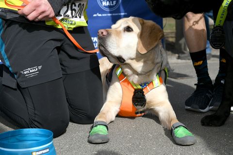 Guiding Eyes For The Blind President And CEO, Thomas Panek, Runs First-Ever 2019 United Airlines NYC Half Led Completely By Guide Dogs