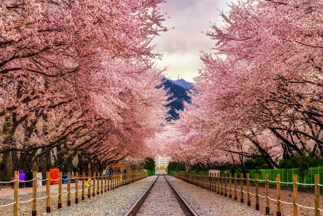 The Most Beautiful Places To See Cherry Blossoms In South Korea