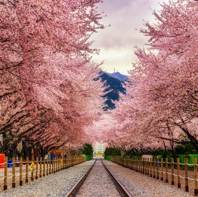 Best Cherry Blossom Cities In The World—Where to See Cherry Blossoms