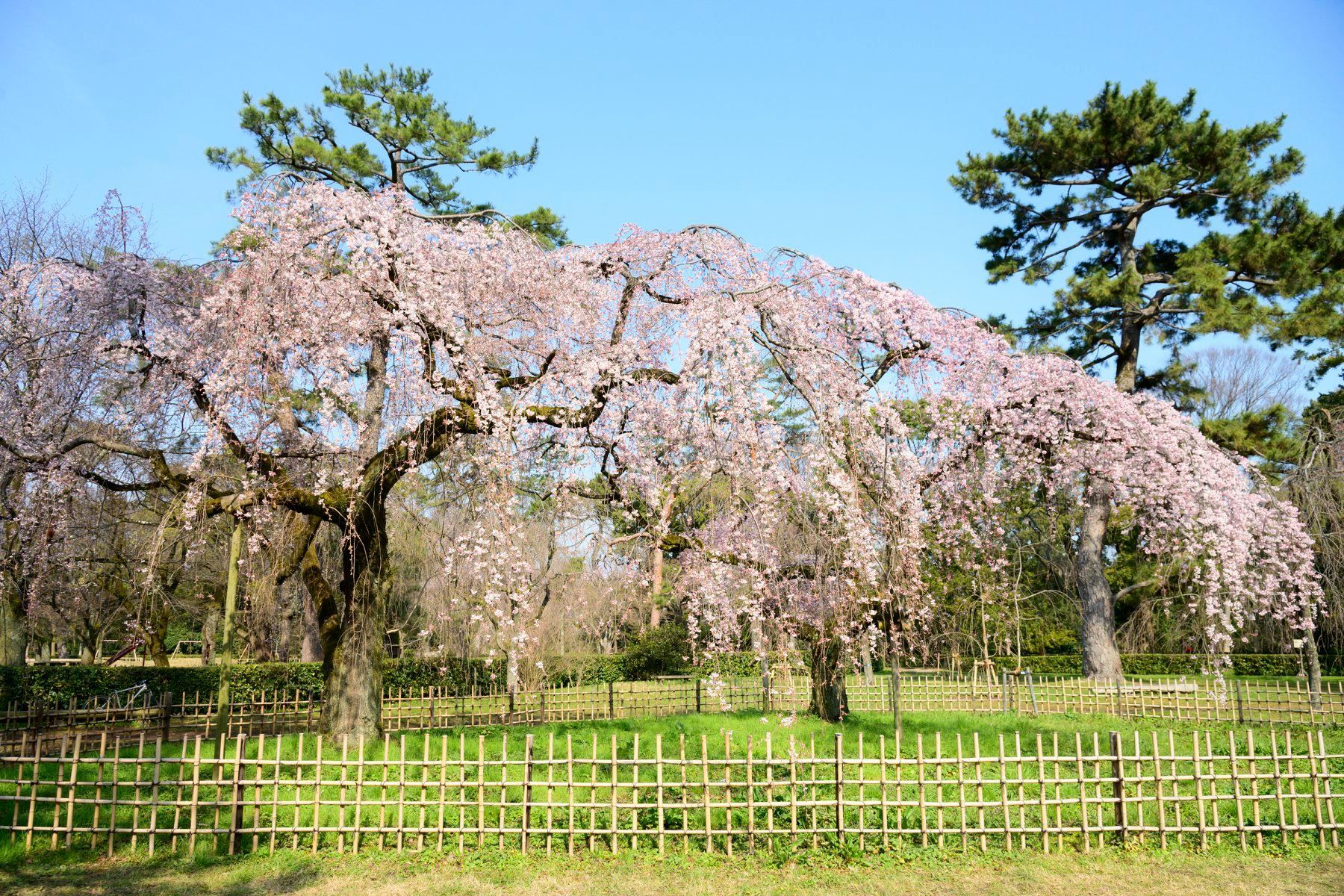 きょうの京 見頃を迎える京都御苑 近衛邸跡の糸桜