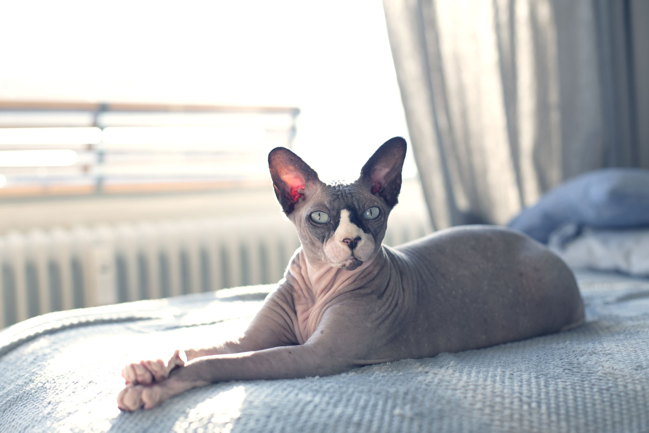 sphynx cat with hair