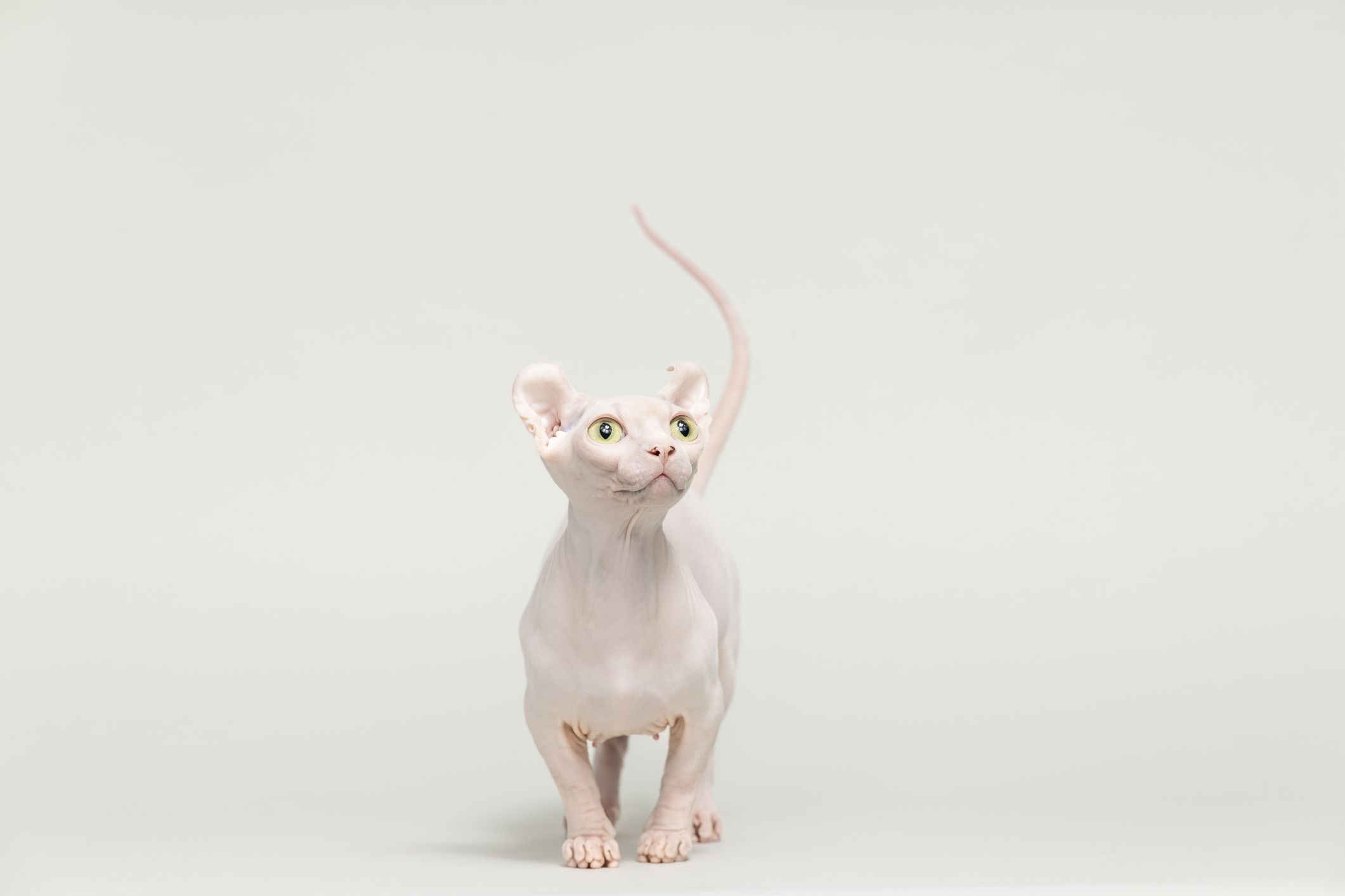 7 Hairless Cat Breeds Sphynx Donskoy And More