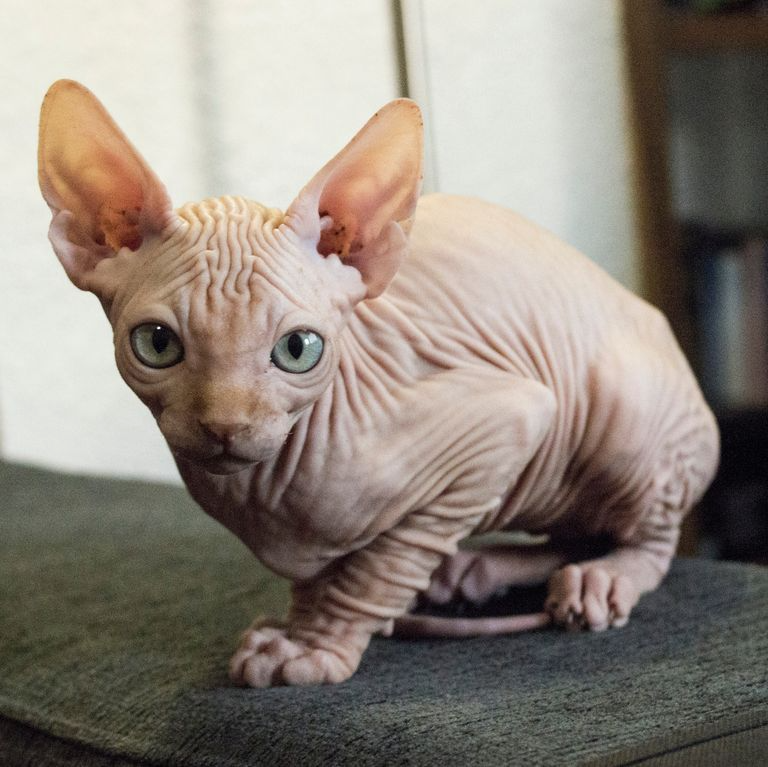 猫アレルギーの症状が出にくい 毛がない 毛の少ない猫の種類9選