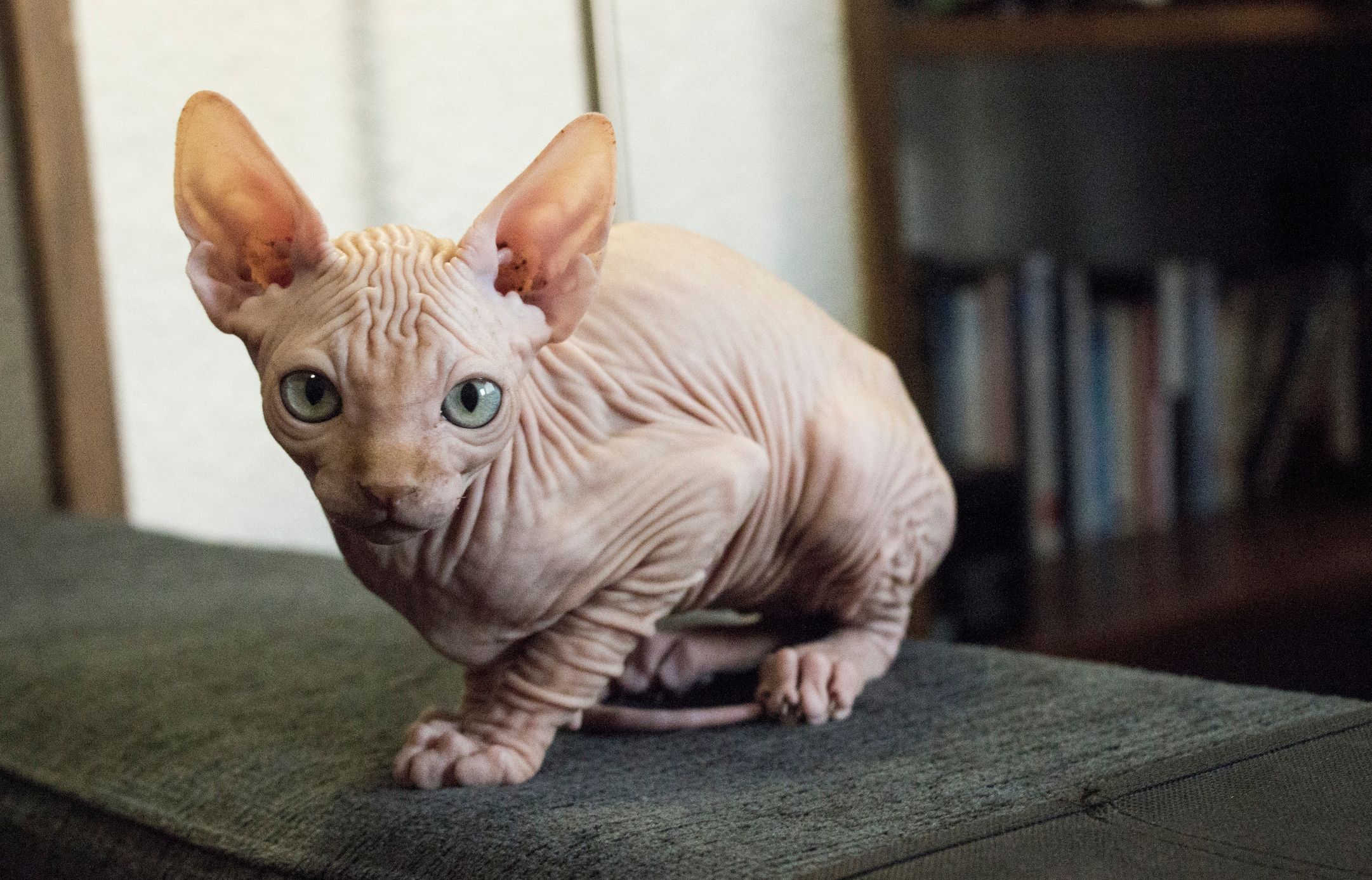 cat with no hair