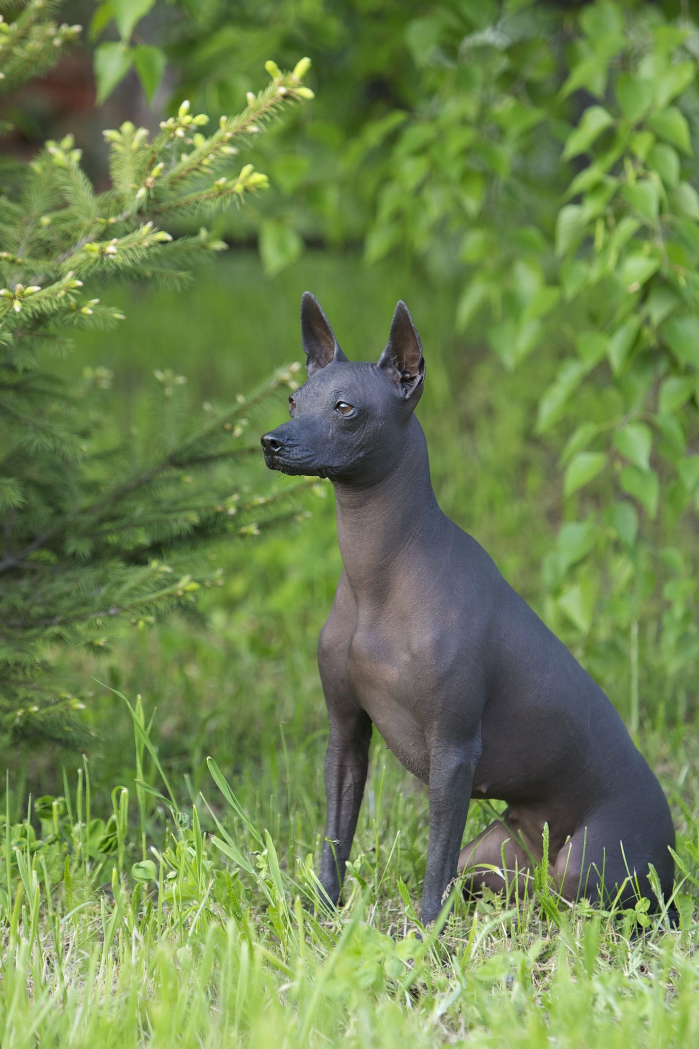 small hairless dogs