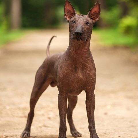 hairless dog breeds - Xoloitzcuintli