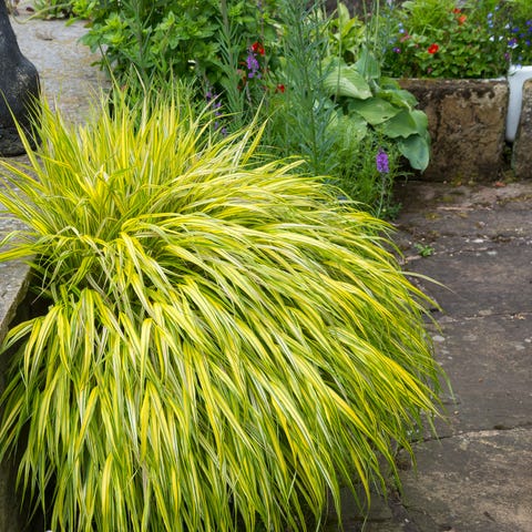 The 20 Best Patio Plants To Make Your Home Look Even Happier The 20 Best Patio Plants To Make Your, What Are The Best Patio Plants