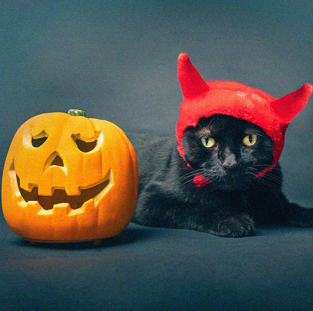 Behold: The 36 Best Halloween Costumes for Cats