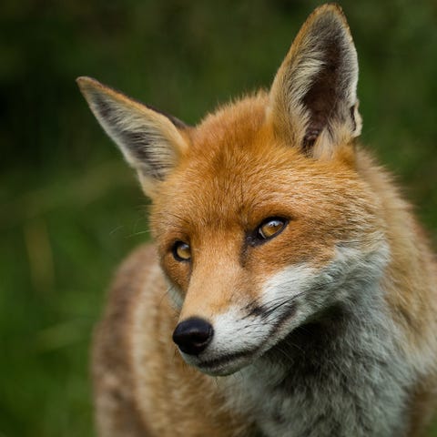 halloween face paint fox