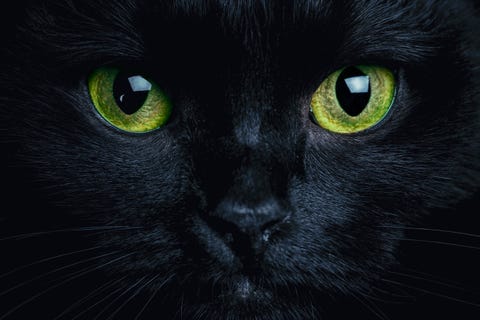 Halloween Trivia Black Cat halloween trivia black cat