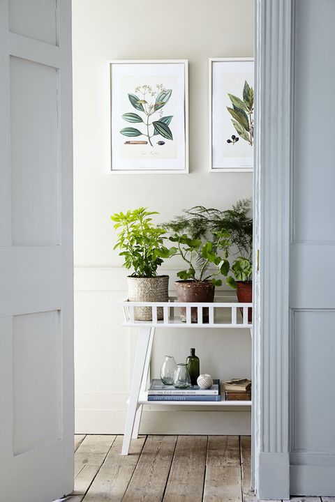 plant stand in hallway