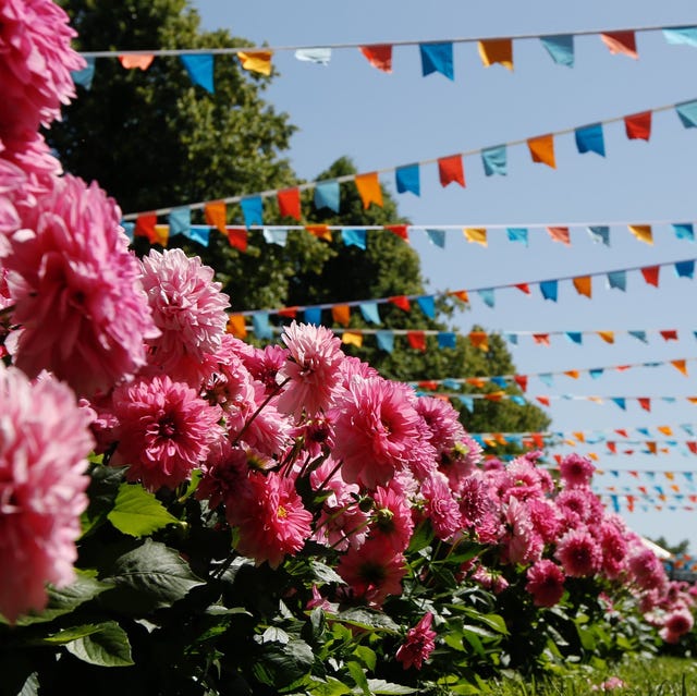 picture Rhs Hampton Court Flower Show 2021 2