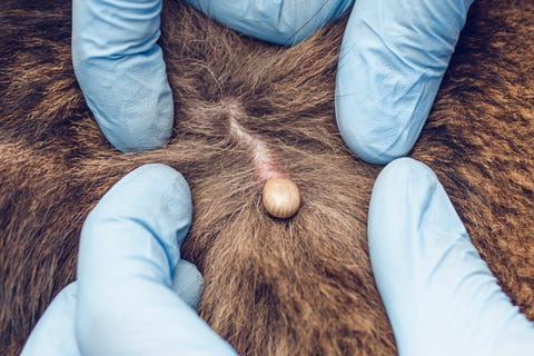 Hand in rubber glove and tick in dog skin Hand in rubber glove and tick in dog skin