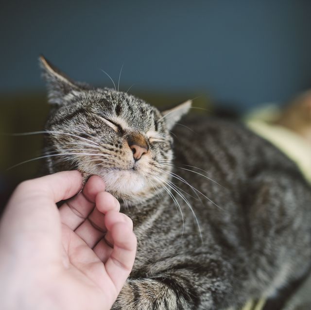 hand of man stroking tabby cat