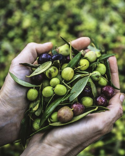 A Handful of Arbequina Olives, freshly harvested